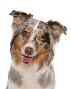 australian-shepherd