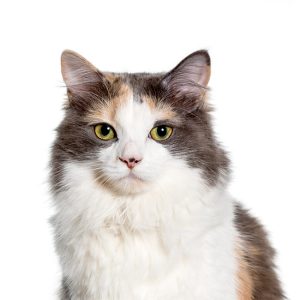 close-up-mixed-breed-cat-1-1