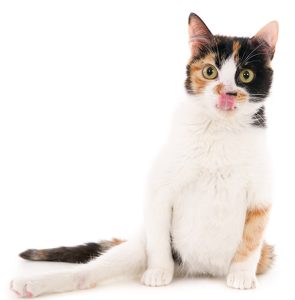 closeup-shot-disabled-white-cat-white