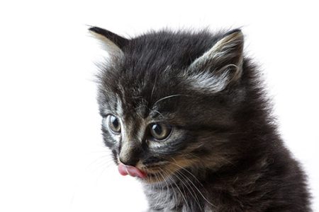 closeup-shot-kitten-with-its-tongue-out-isolated-white-wall