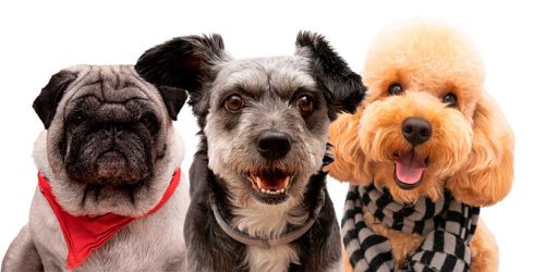 cute-pet-collage-isolated-(1) cute-pet-collage-isolated-(1)