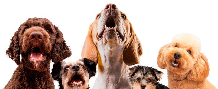 cute-pet-collage-isolated