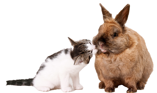 cute-playful-kitten-curiously-smelling-brown-fluffy-rabbit-s-snout-white-surface cute-playful-kitten-curiously-smelling-brown-fluffy-rabbit-s-snout-white-surface
