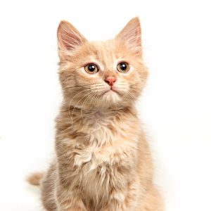 red-white-cat-i-white-studio-1-1